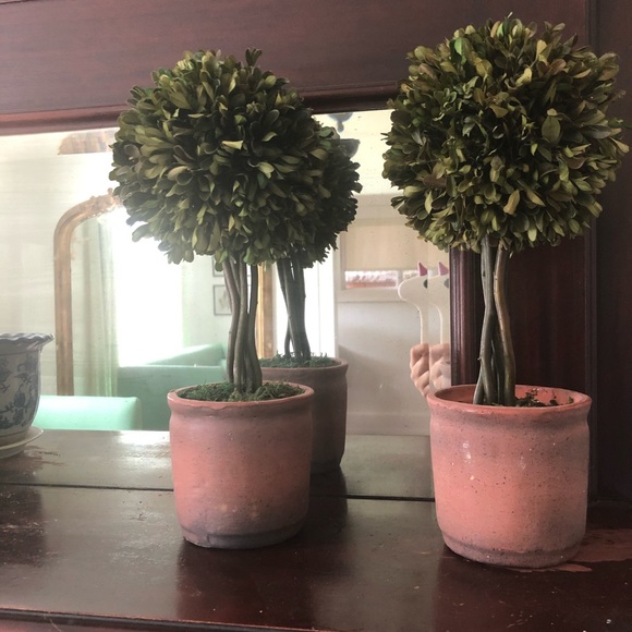 SOLD Pair of dried/petrified boxwood topiaries - Picture 2 of 6